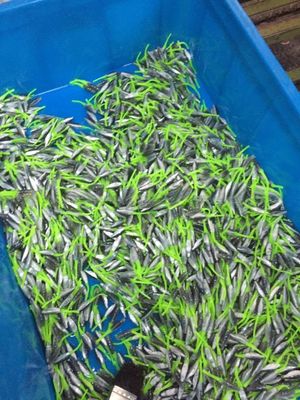 45T vertikal ikan umpan Mesin Injeksi cetakan plastik untuk produksi umpan presisi